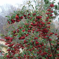 Cotoneaster, milkflower